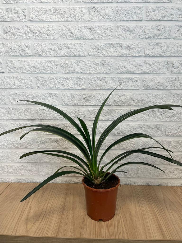 Bonte Clivia varegata 1 - Zeldzaam bont blad, oranje bloei!, Ophalen of Verzenden