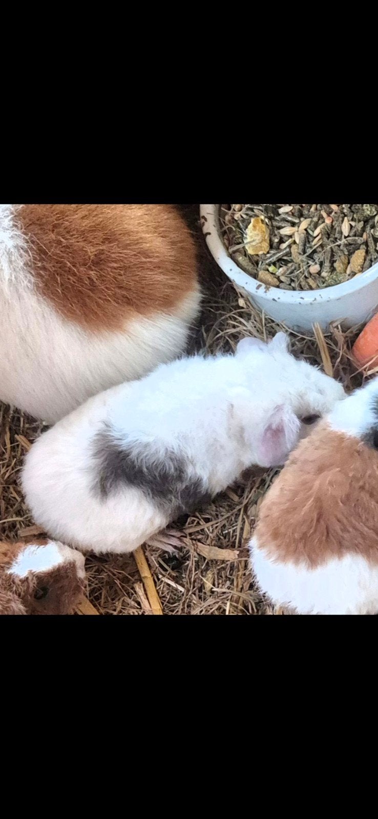 laatste jonge us teddy zeugje tekoop, Cavia, Vrouwelijk, Tam, September