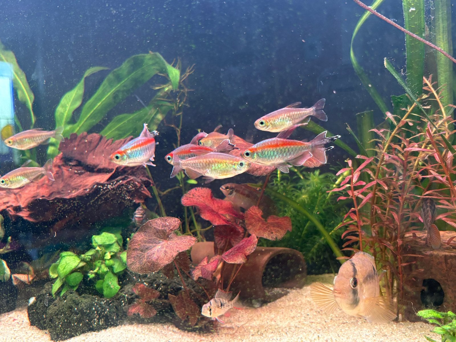 10 Congozalmen, Dieren en Toebehoren, Vissen | Aquariumvissen, Vis, Zoetwatervis, Schoolvis
