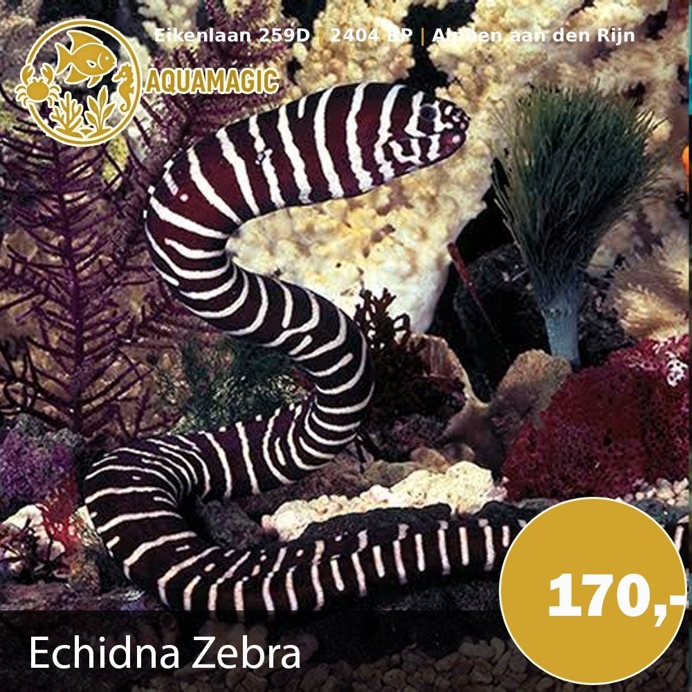 echidna zebra, Vis, Zoutwatervis