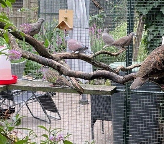 Birma tortel / rode tortel te koop, Dieren en Toebehoren, Vogels | Duiven, Meerdere dieren, Tortelduif