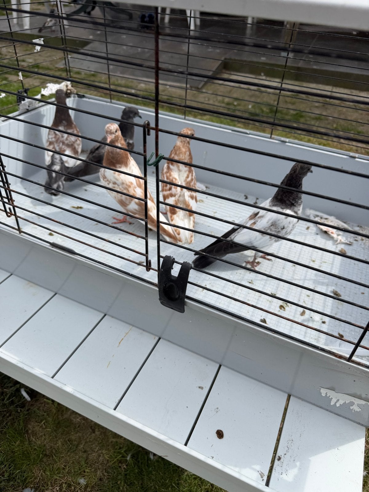 افراخ تور عرافية, Meerdere dieren, Postduif