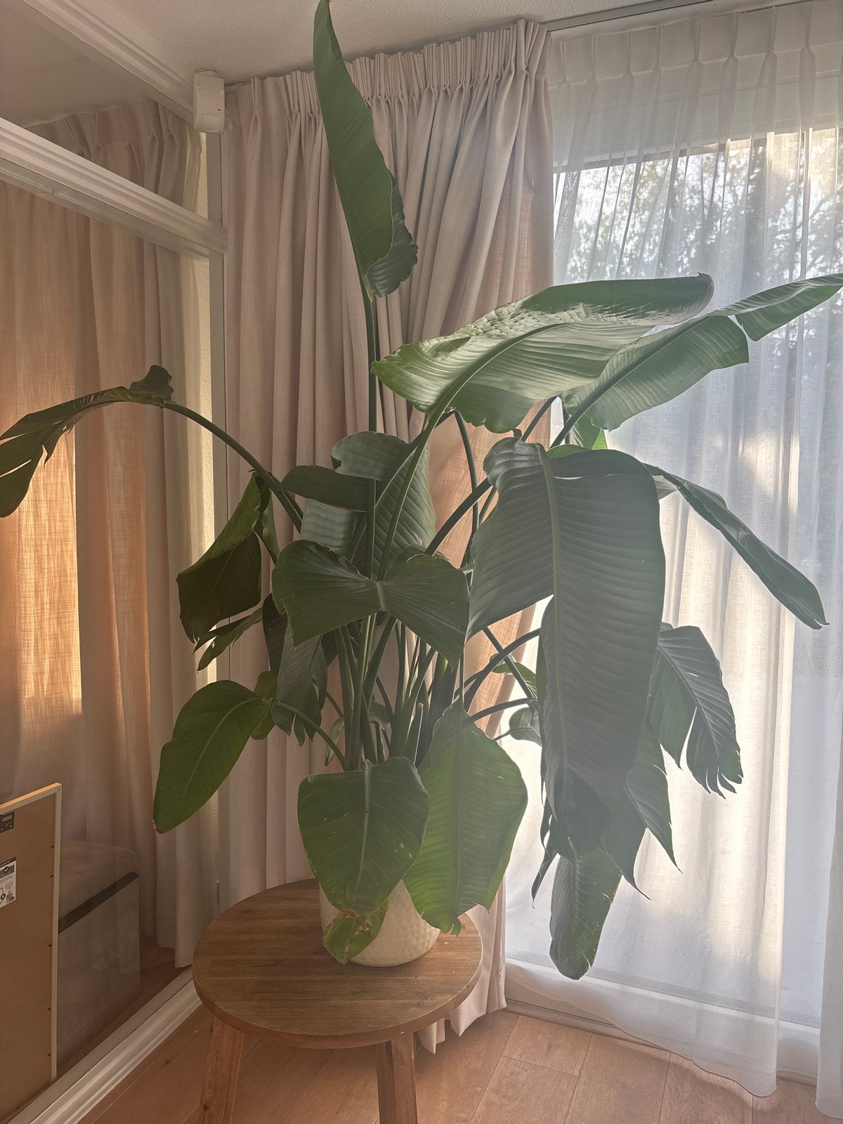Grote Strelitzia Nicolai - Paradijsvogelplant, Ophalen, Overige soorten, In pot, 150 tot 200 cm