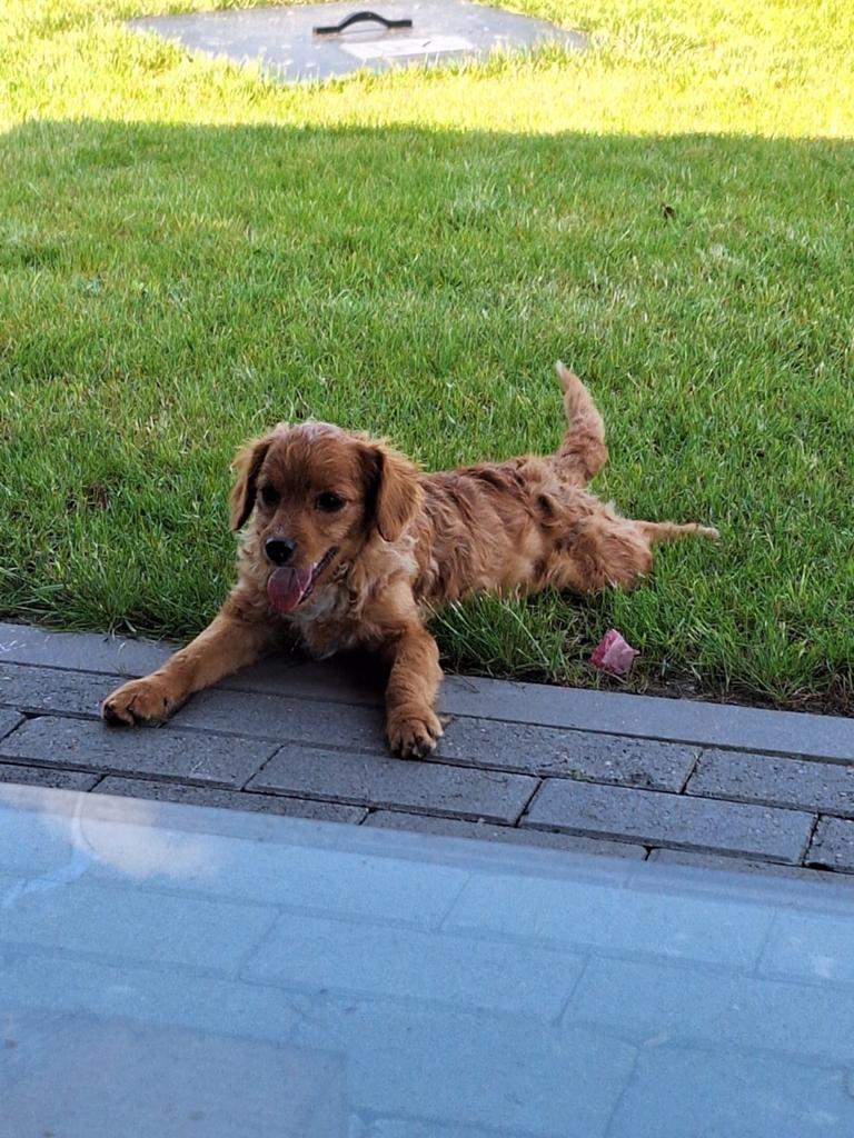 Boomer reutje, Dieren en Toebehoren, Honden | Niet-rashonden, Parvo, 15 weken tot 1 jaar, Reu, Eén hond
