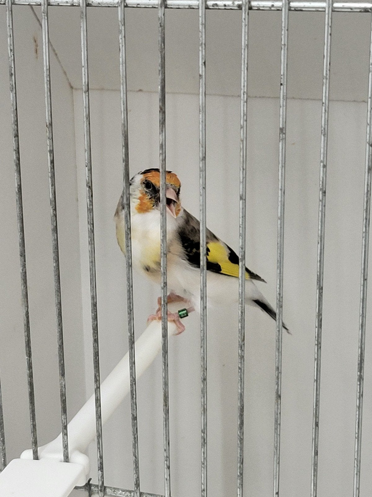 majoor putters  witkeel, Dieren en Toebehoren, Geslacht onbekend, Wildzangvogel