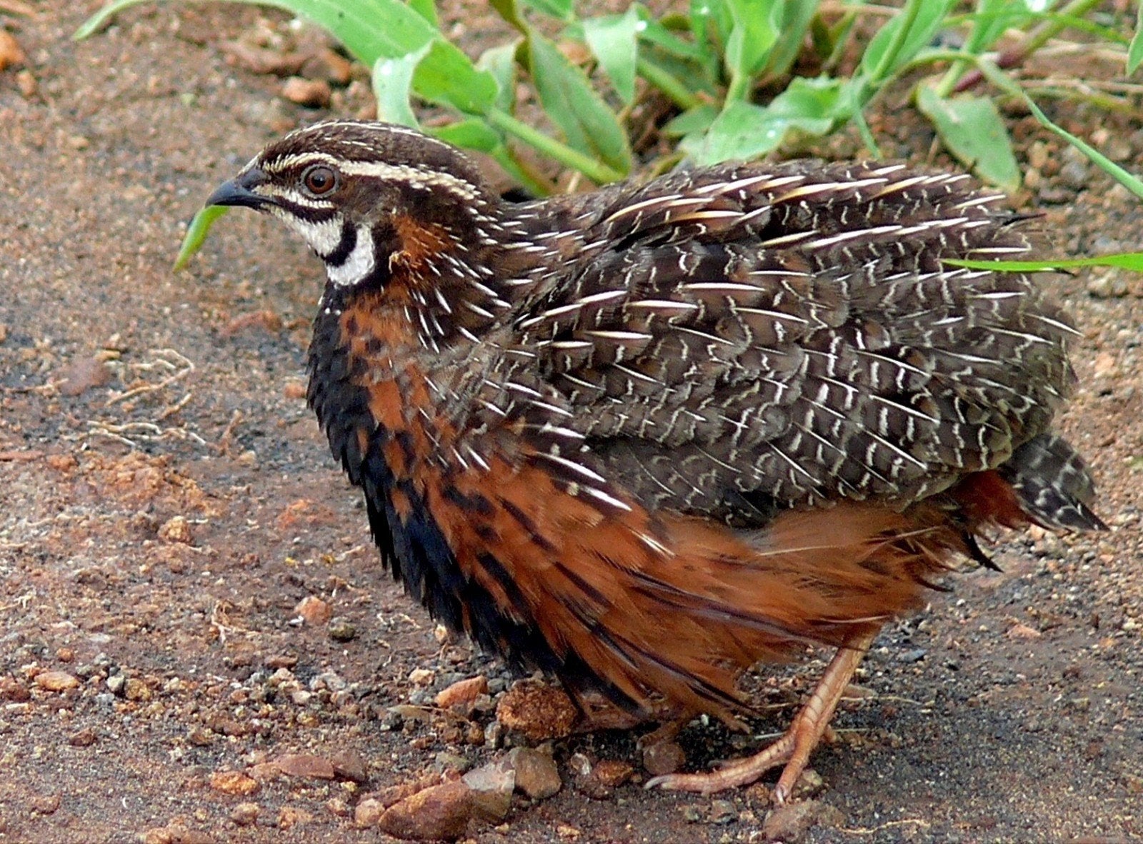 Harlekijn kwartel, Dieren en Toebehoren, Mannelijk