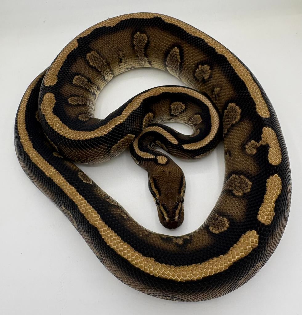 Stranger Yellow Belly man koningspython ballpython, Dieren en Toebehoren, Slang, 0 tot 2 jaar
