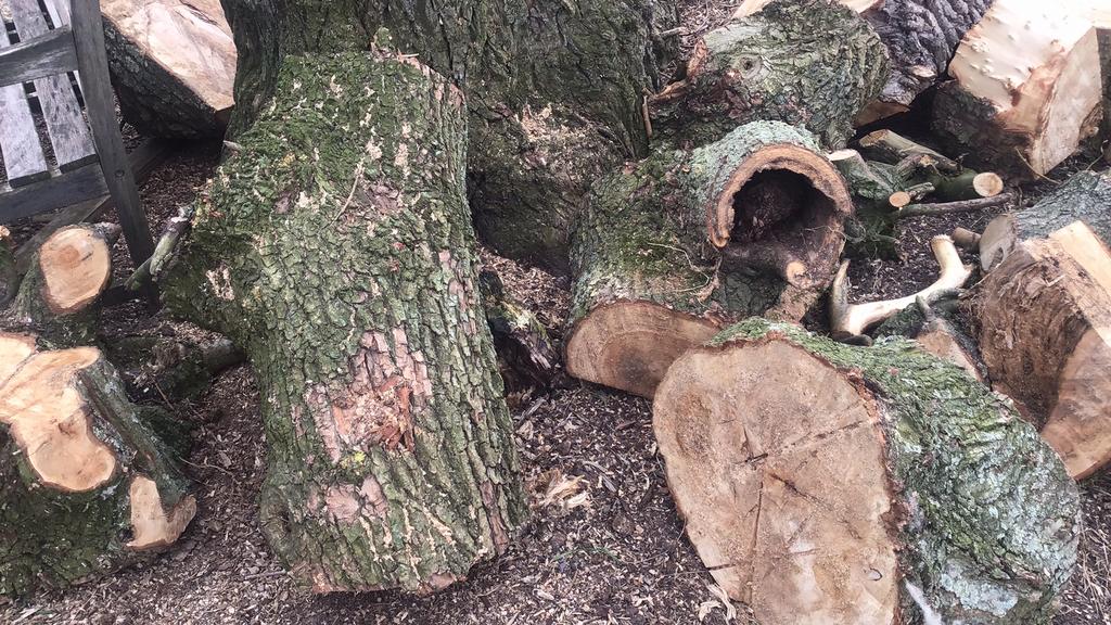 Hout van Treurwilg, Tuin en Terras, Haardhout, Minder dan 3 m³, Ophalen of Verzenden, Blokken