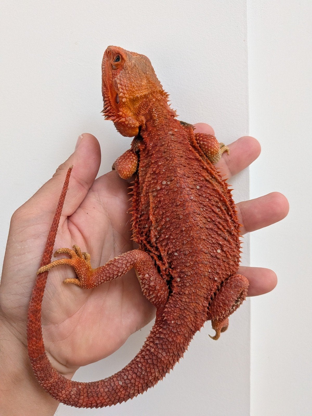 uromastyx, xenagama Taylori, pogona vitticeps Bearded Dragon photo 16