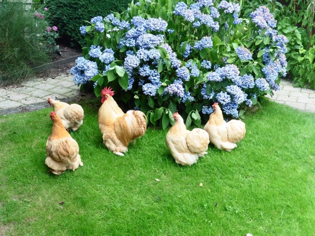 Broedeieren Cochin krielkip, Dieren en Toebehoren, Pluimvee, Meerdere dieren, Kip