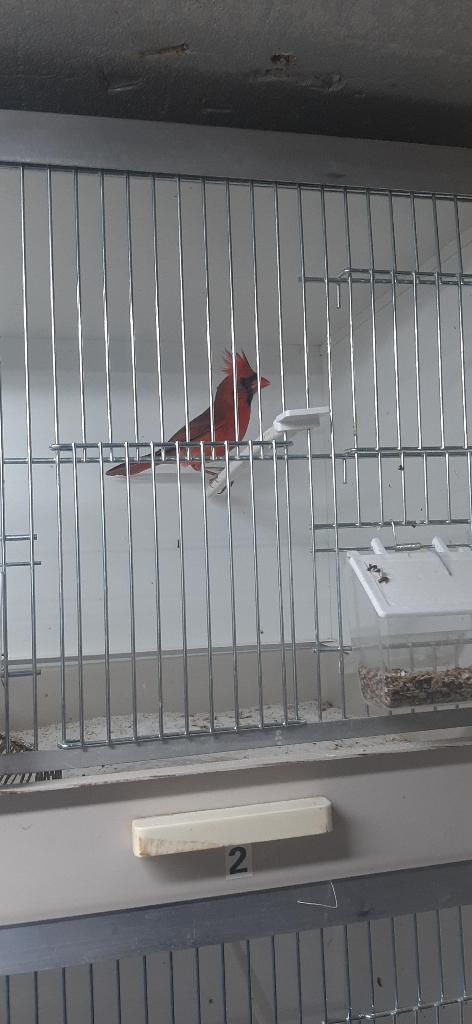 Rode Kardinaal man, Mannelijk, Tropenvogel