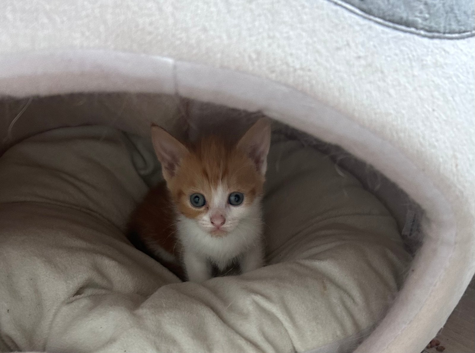 Schattige rode kittens, Meerdere dieren