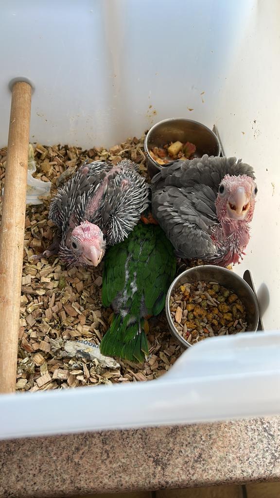 zwartkop caique van 2023 broedrijp, Dieren en Toebehoren, Vogels | Parkieten en Papegaaien, Meerdere dieren, Papegaai, Geringd
