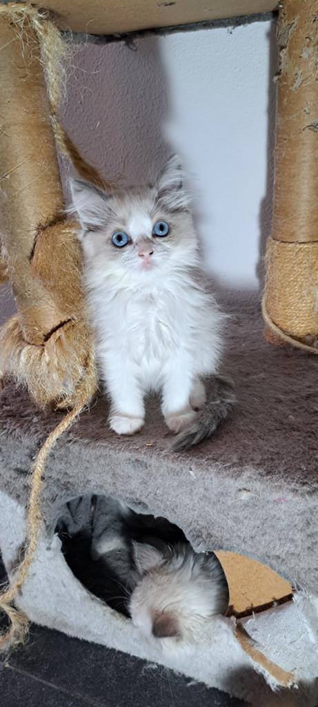Ragdoll poesjes met stamboom en fokrecht, blue bicolor, Poes, Met stamboom, 0 tot 2 jaar