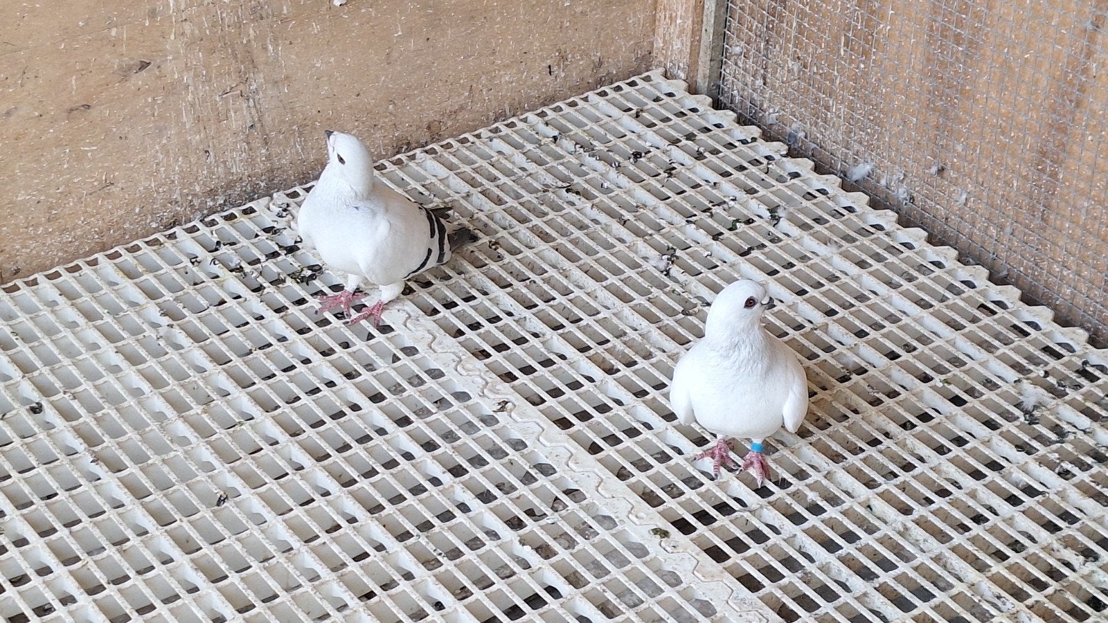 Sierduiven te koop, Dieren en Toebehoren, Vogels | Overige Vogels, Meerdere dieren