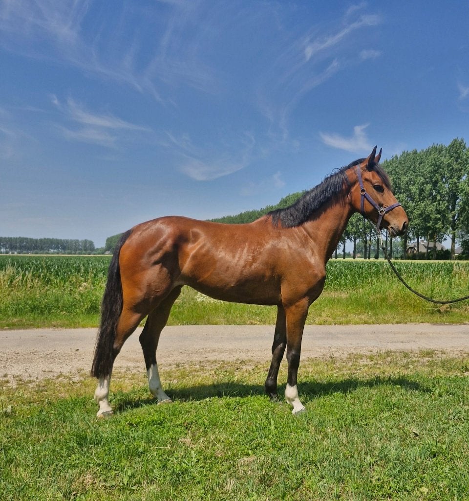 Te koop mooie 5 jarige merrie, Dieren en Toebehoren, Paarden, Merrie, Springpaard, Met stamboom, 3 tot 6 jaar