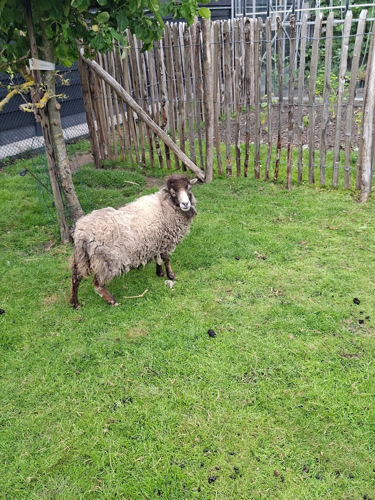 Ouessant ooien, Dieren en Toebehoren, Vrouwelijk, Schaap