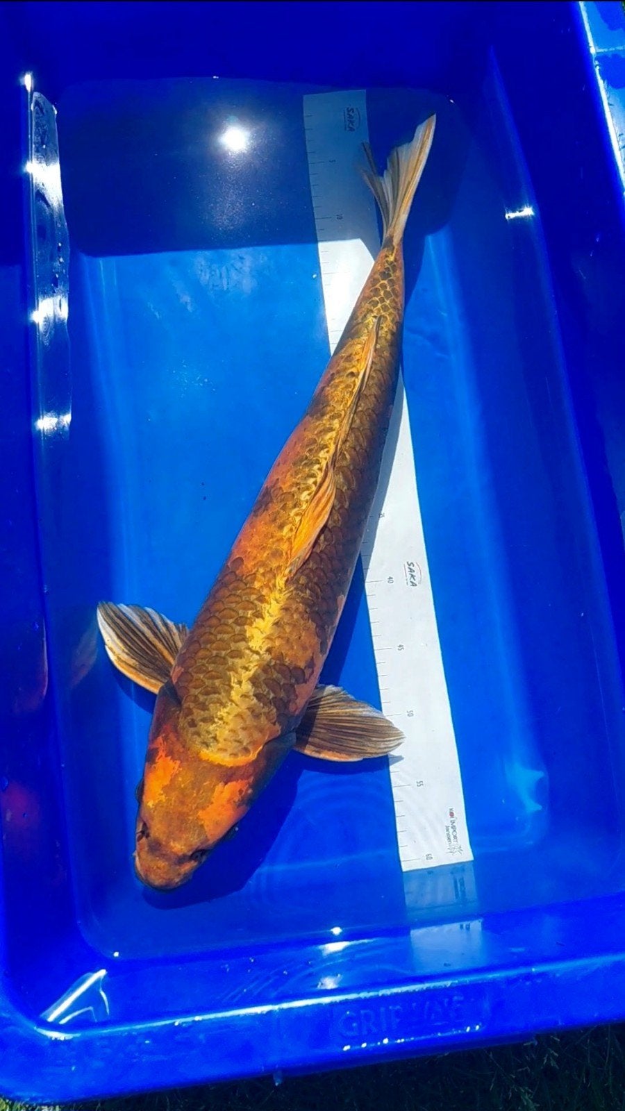 Koikarper Kin Kin utsuri 60cm+, Dieren en Toebehoren, Vissen | Vijvervissen, Karper of Koi