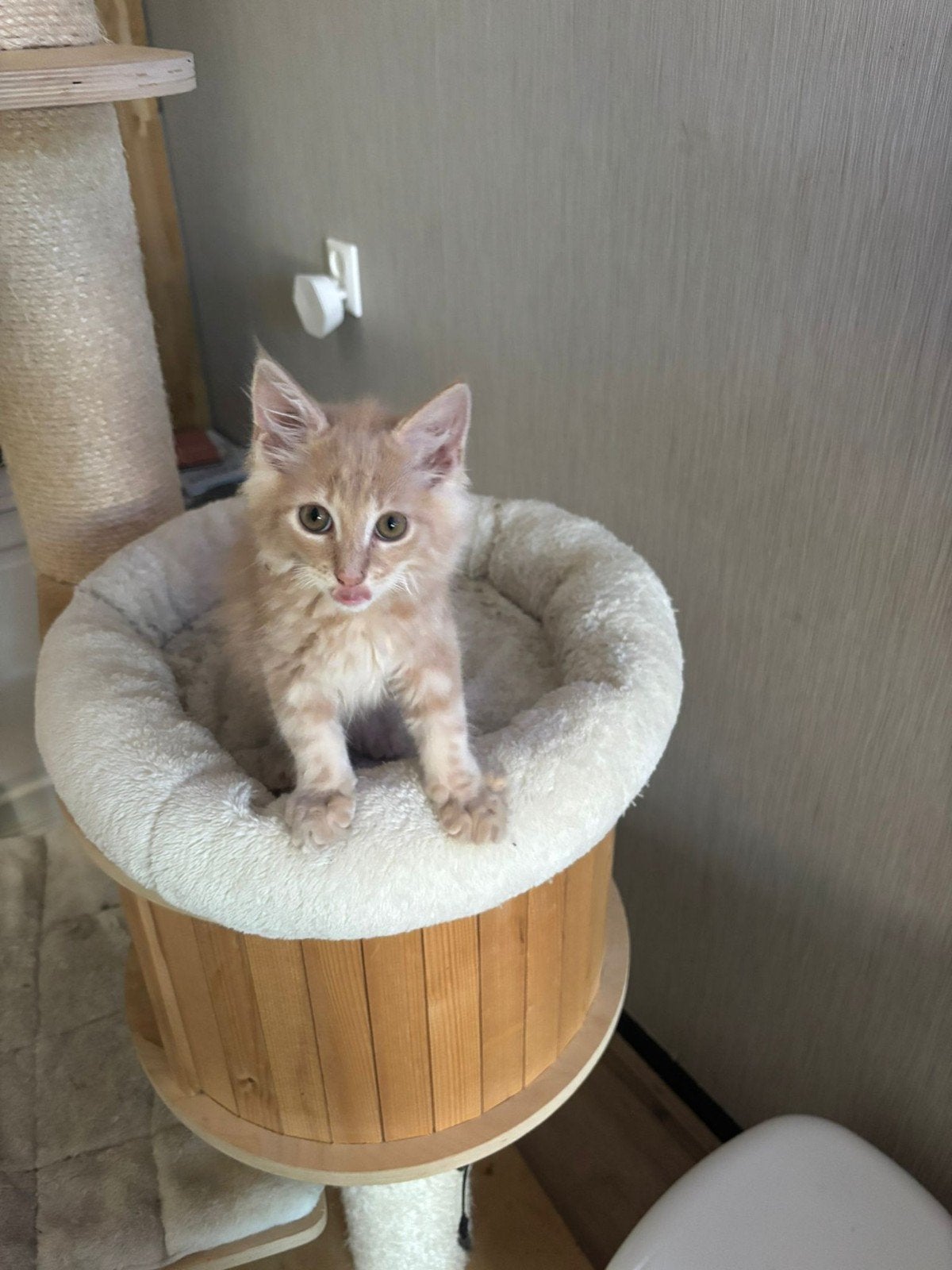 Maine-Coon Kittens zoeken forever Home, Meerdere dieren, Ingeënt