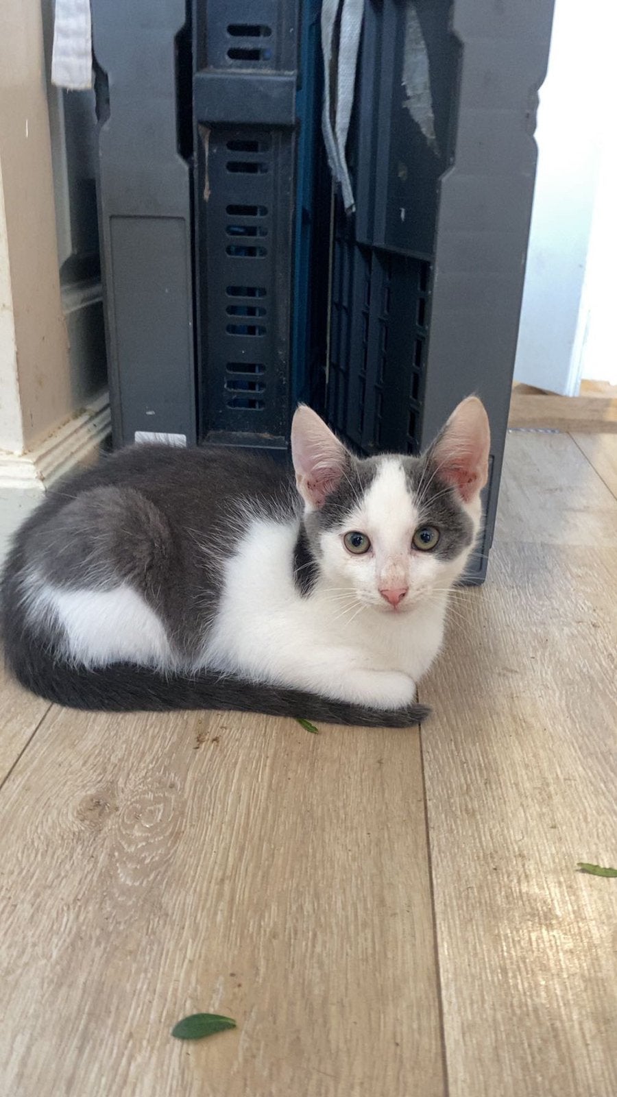 Nog 3 superlieve en mooie kittens zoeken een goud mandje️, Meerdere dieren, 0 tot 2 jaar
