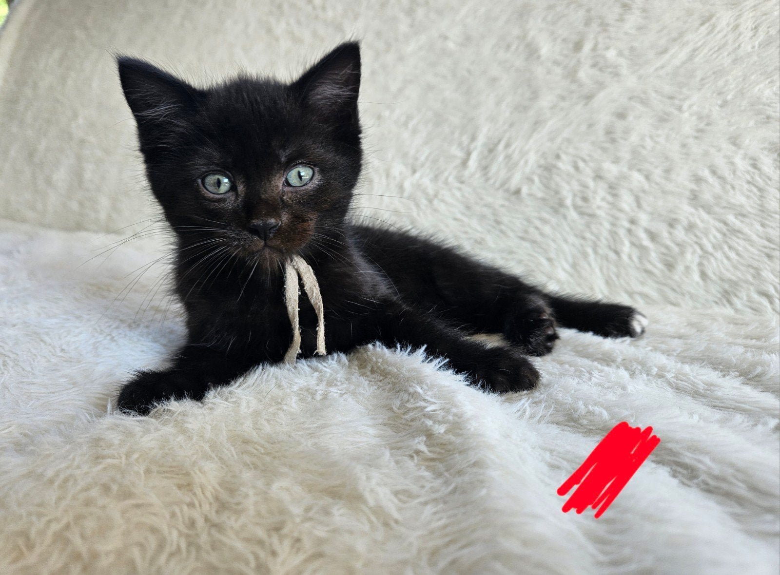 Super lieve kittens kruising ragdoll, Kater