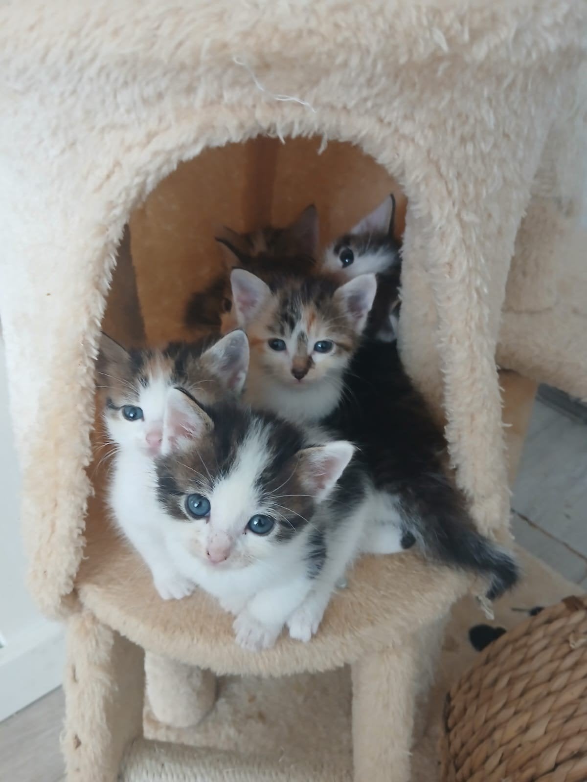 Mooie lieve kittens 🩷 kruising Noorse boskat., Meerdere dieren, Ontwormd, 0 tot 2 jaar