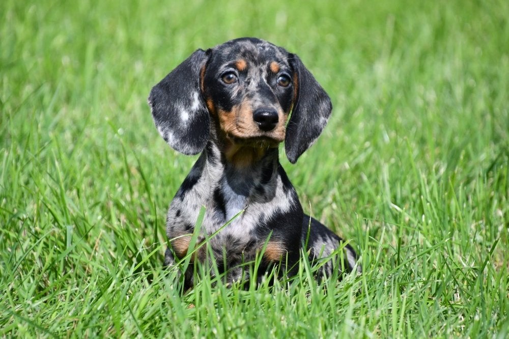 Dwergteckel pups te koop (korthaar - blue merle), 15 weken tot 1 jaar, Dwerg, Meerdere, Meerdere dieren