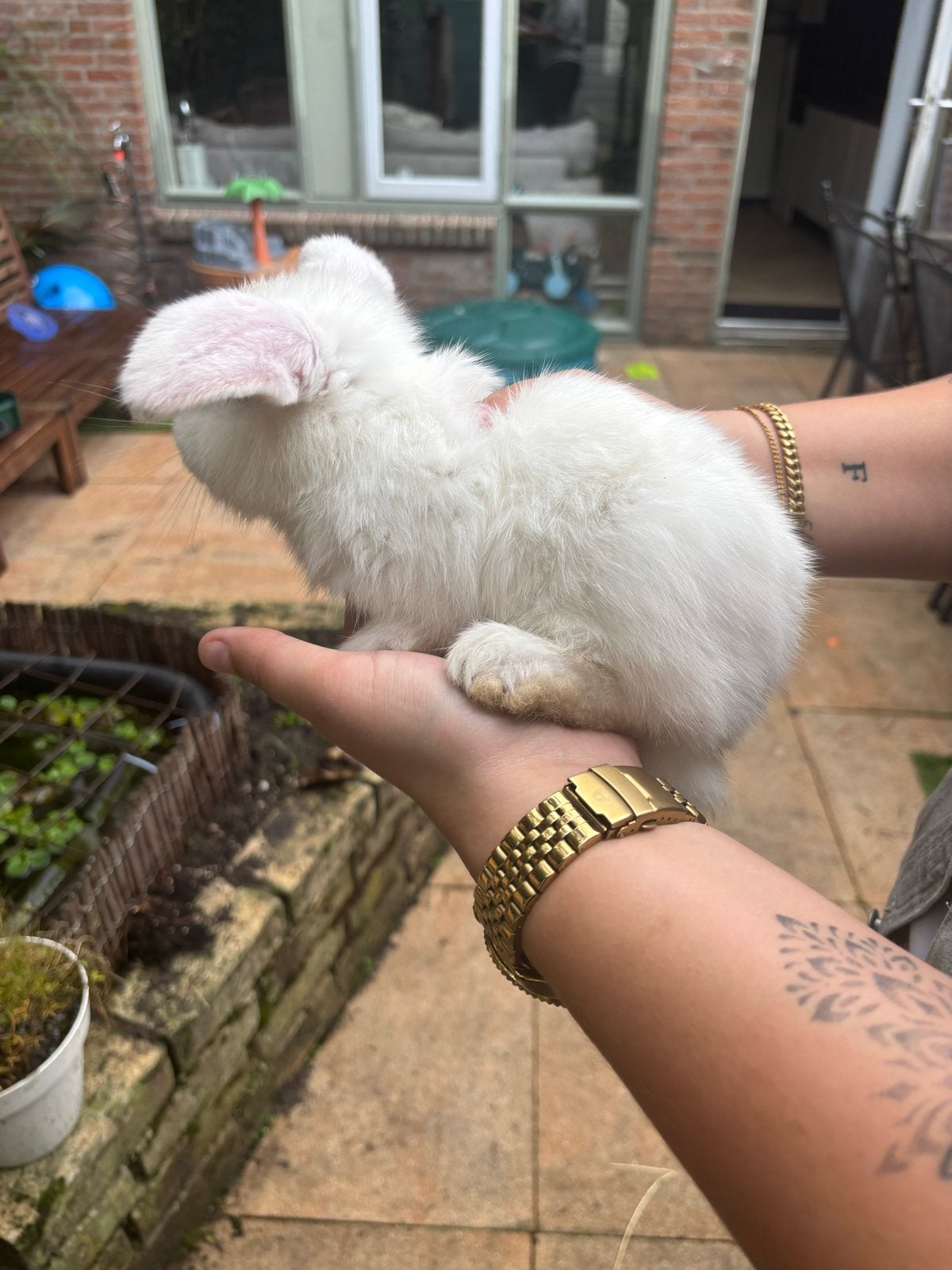 Baby Konijnen, Dieren en Toebehoren, Geslacht onbekend, Groot, Hangoor, 0 tot 2 jaar