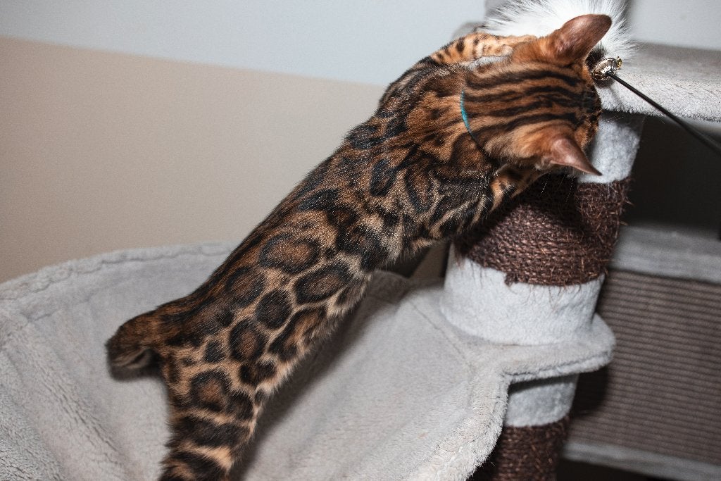 Twee prachtige raszuivere Bengaalse katertjes, Dieren en Toebehoren, Kater, Met stamboom, 0 tot 2 jaar