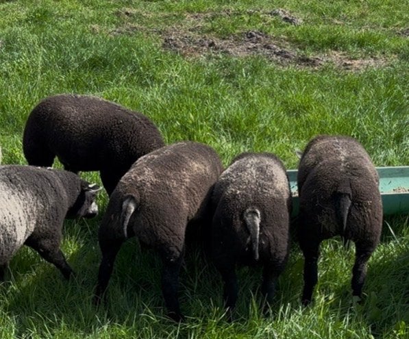 Ramlammeren fokram Blauwe Texelaar lammeren dekram Texelaars, Mannelijk, Schaap, 0 tot 2 jaar