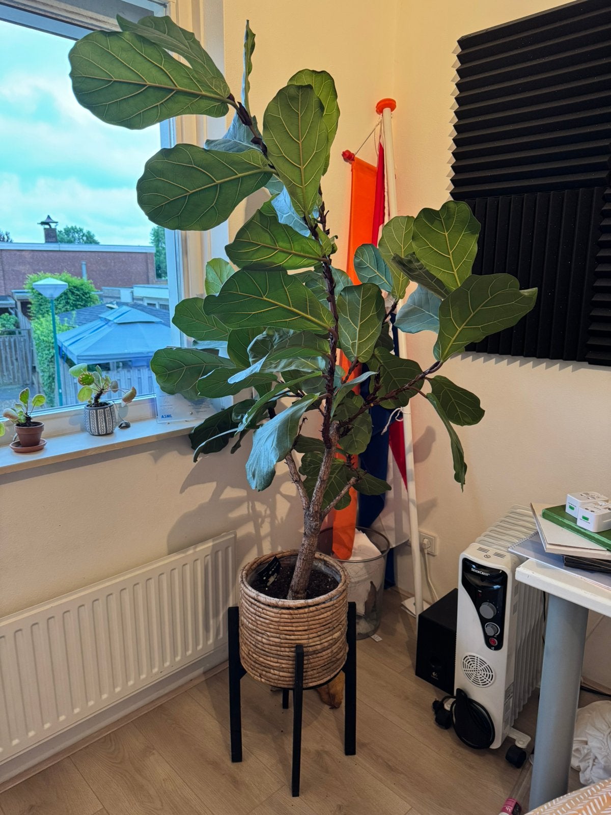 Ficus, Ophalen, Ficus, Halfschaduw