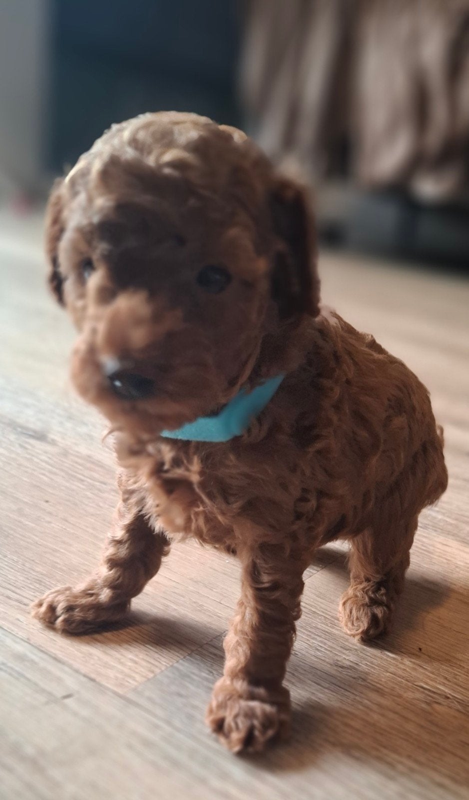 3 prachtige rode toypoedelpups, Poedel, 8 tot 15 weken, Meerdere, Meerdere dieren
