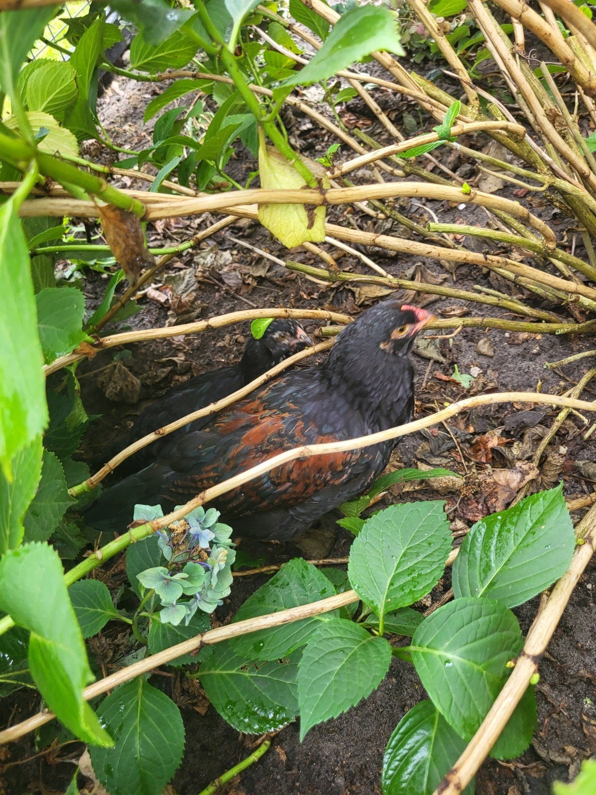 haantje en hen, Meerdere dieren, Kip