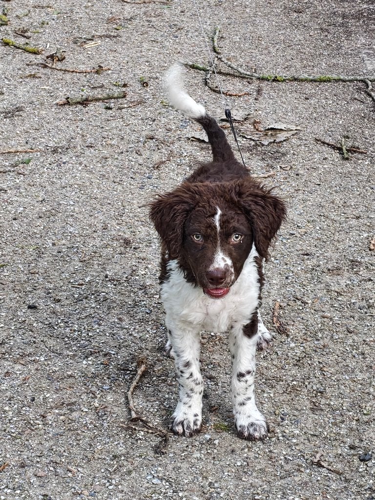 te koop mooie friese stabij pup, Reu, 8 tot 15 weken, Parvo, Eén hond