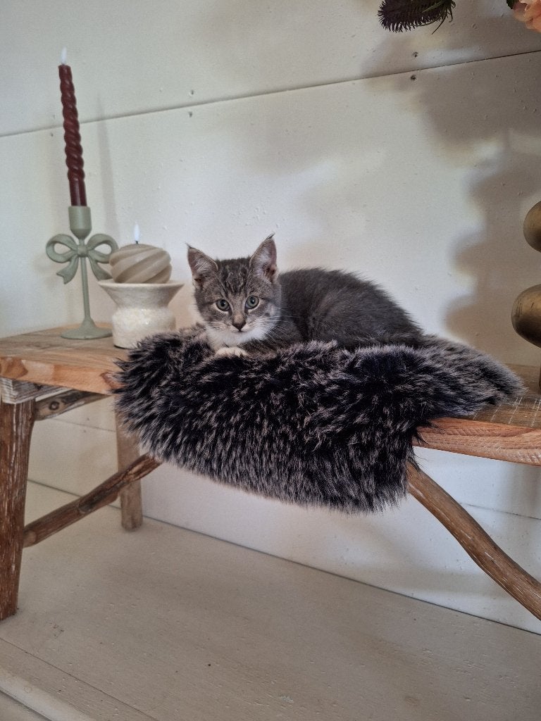 Lief muisgrijs poesje te koop!, Poes, Kortharig, 0 tot 2 jaar