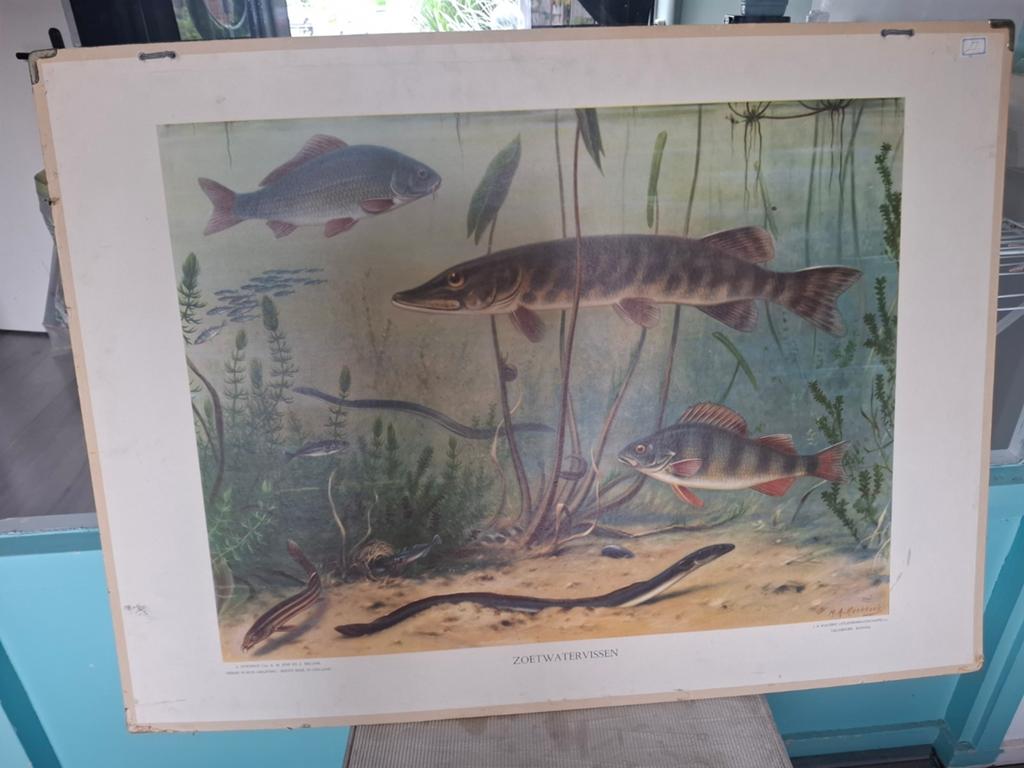 Vintage schoolplaat, Antiek en Kunst, Antiek | Schoolplaten, Ophalen, Natuur en Biologie