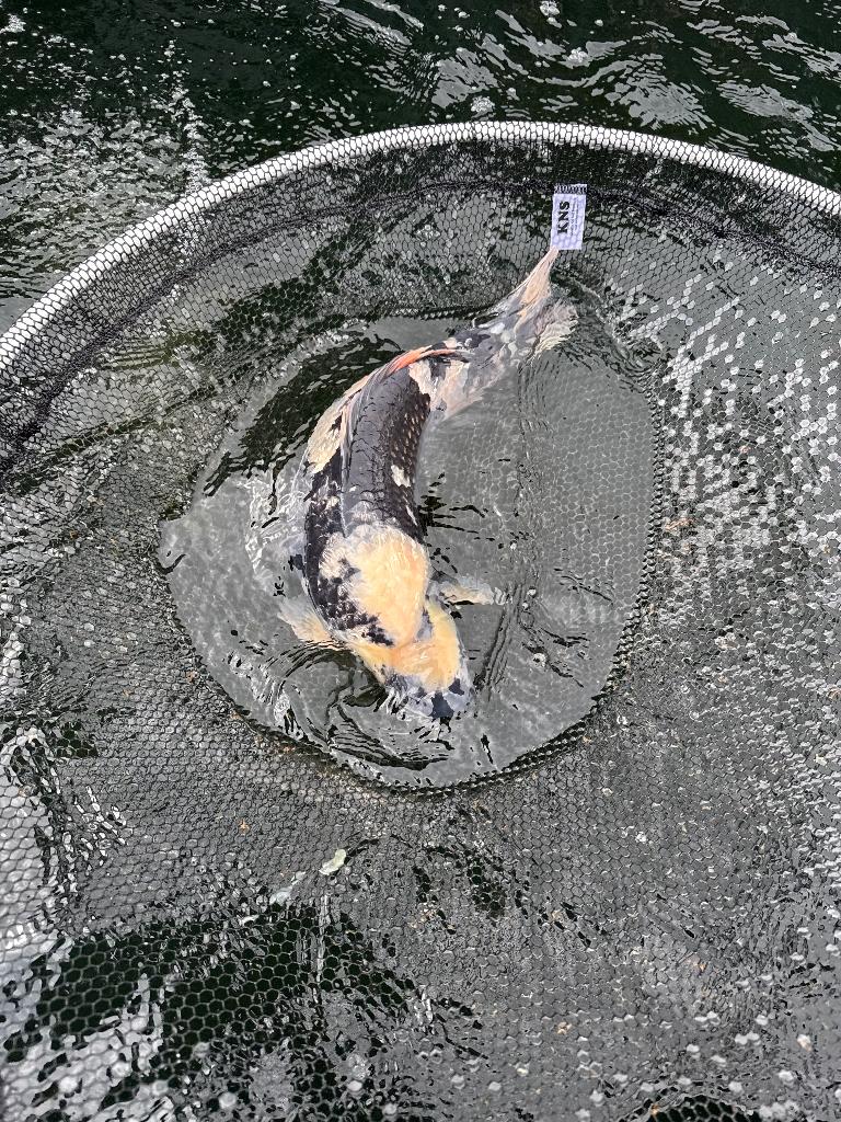 Omosako 55 cm koi ginrin shiro zeer goede body, Karper of Koi