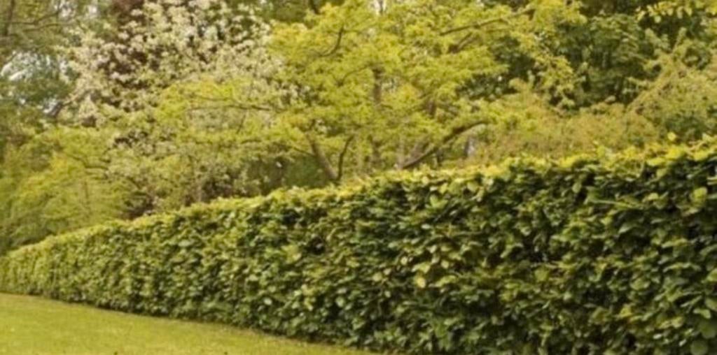 30 stuks Beukenhaag planten VANDAAG GRATIS bezorgd, Ophalen of Verzenden, Bloeit niet, Overige soorten, Volle zon