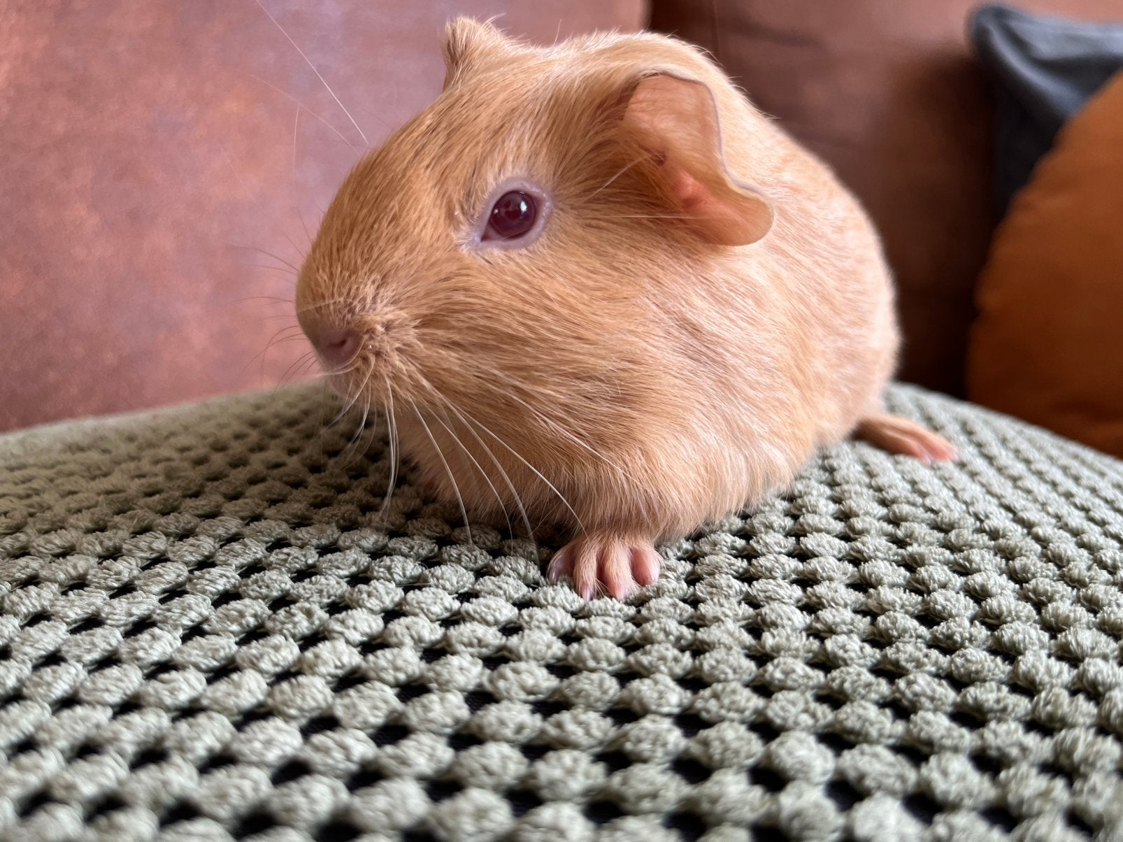 Prachtig jong/ baby cavia zeugje creme  kleur, Dieren en Toebehoren, Knaagdieren, Cavia, Augustus, Vrouwelijk, Tam