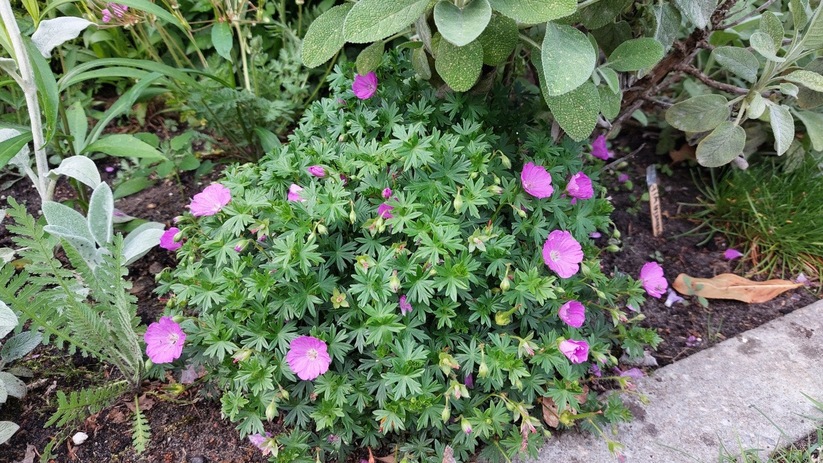 Geranium ooievaarsbek,ezelsoor sedum,prikneus,maagdenpal vin, Ophalen, Vaste plant, Bodembedekkers, Halfschaduw