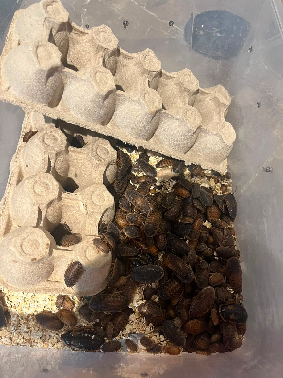 Dubia’s (kakkerlakken) te koop!, Overige soorten