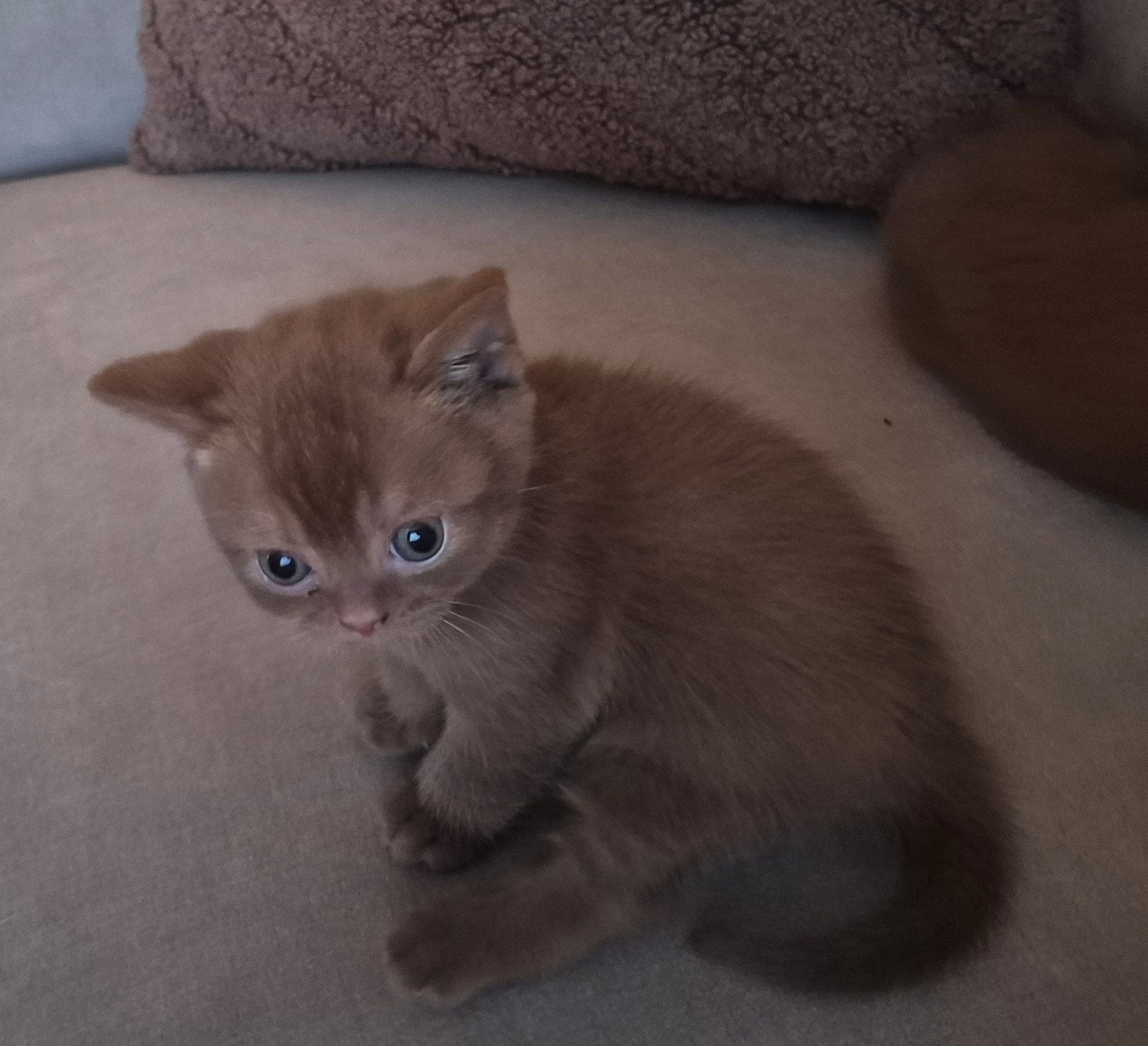 Britskorthaar cinnamon katertje 13 weekjes., Kater, Met stamboom, 0 tot 2 jaar