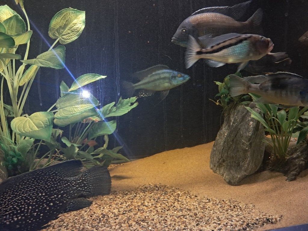 Div malawi te koop, Vis, Zoetwatervis