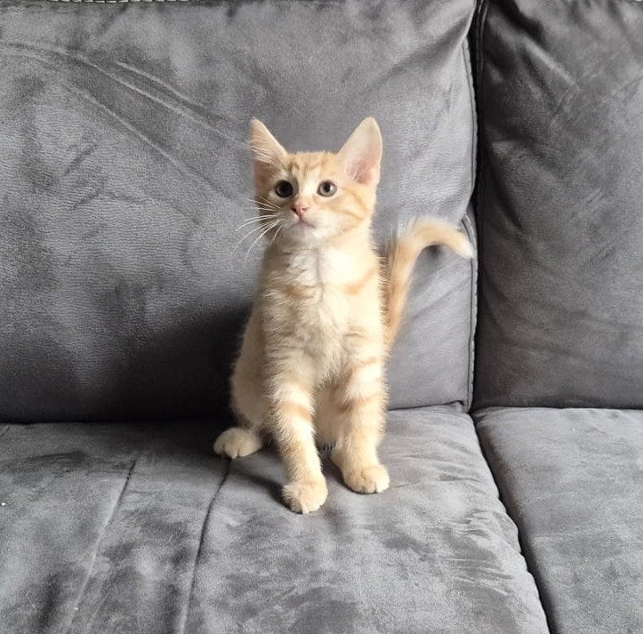 rode kittens, Meerdere dieren