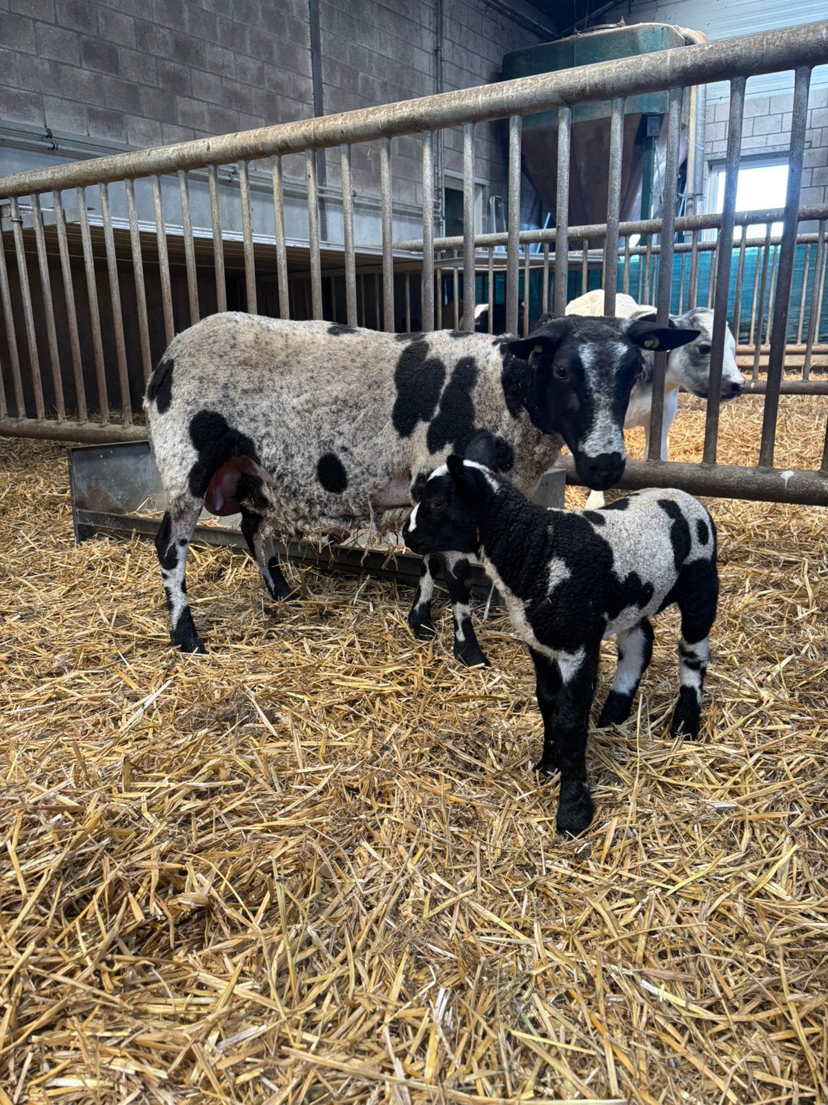 1 jarige ooi met ram lam, Dieren en Toebehoren, Meerdere dieren, Schaap