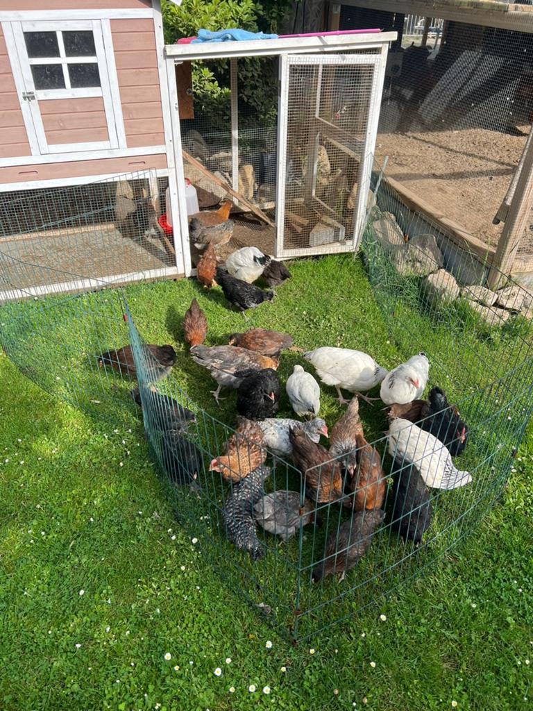 Kuikens Colombia Sussex - Welsummer- Marans - Olijf leggers, Dieren en Toebehoren, Meerdere dieren, Kip
