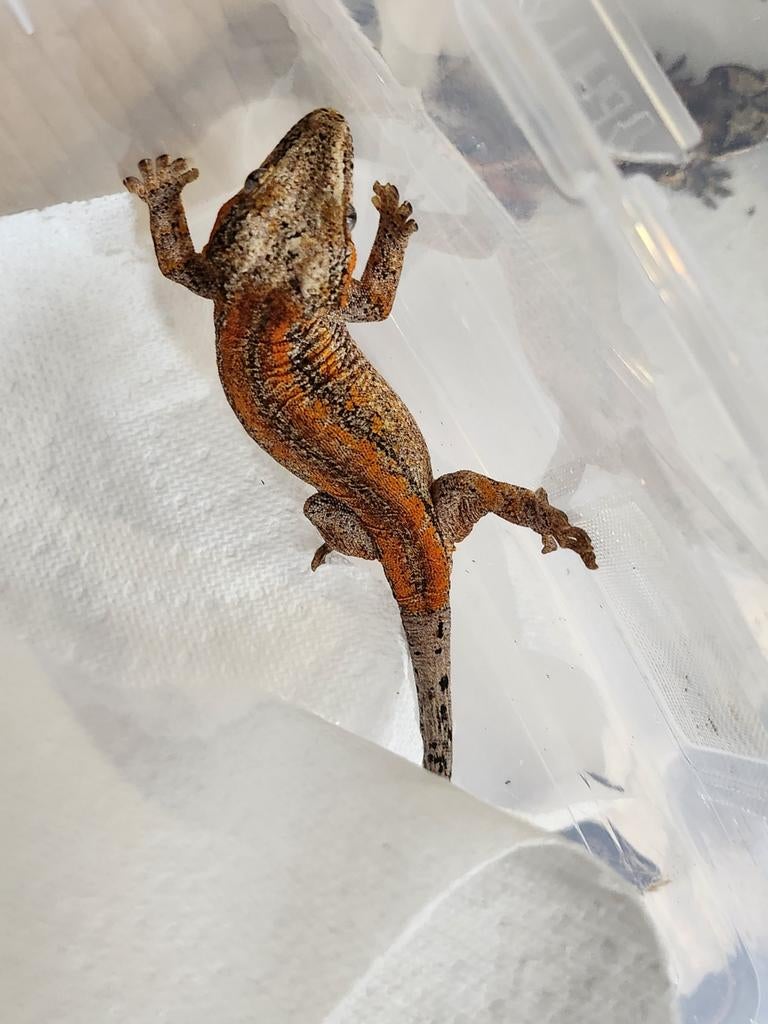nakweek jonge div gargoyle gekko Leopard Gecko - unknown for sale from l