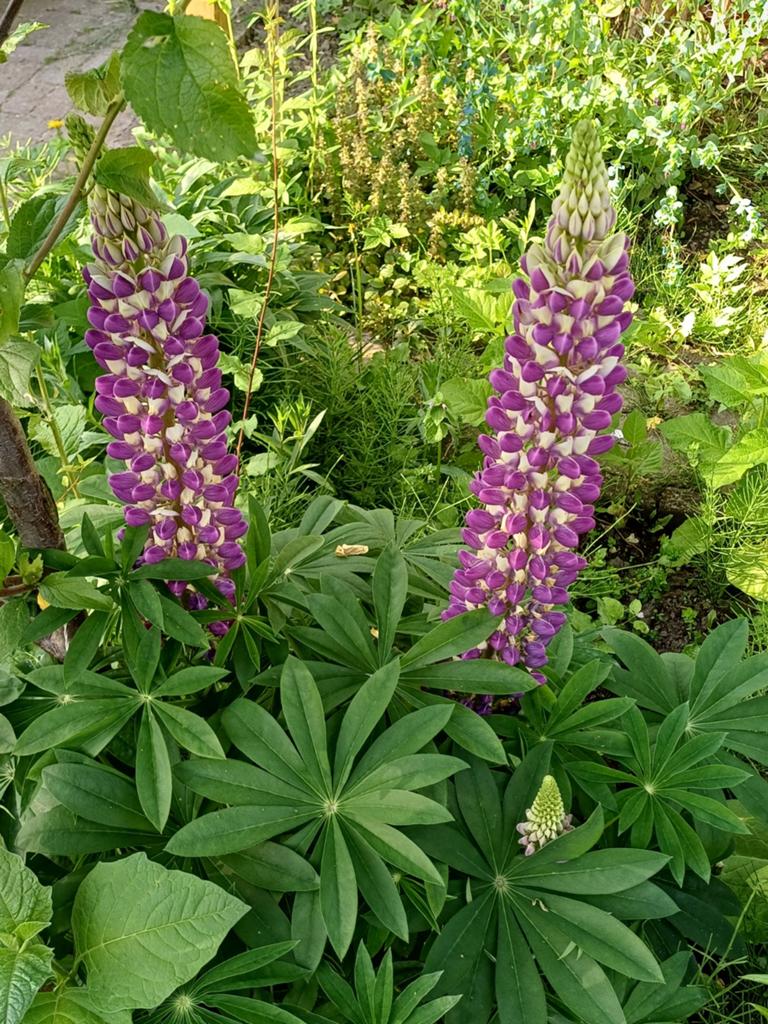 Lupine minarette mix, Ophalen of Verzenden, Voorjaar, Volle zon, Zaad