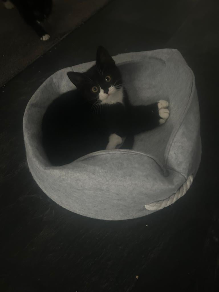Korte Britshaar kitten, Dieren en Toebehoren, Katten en Kittens | Overige Katten