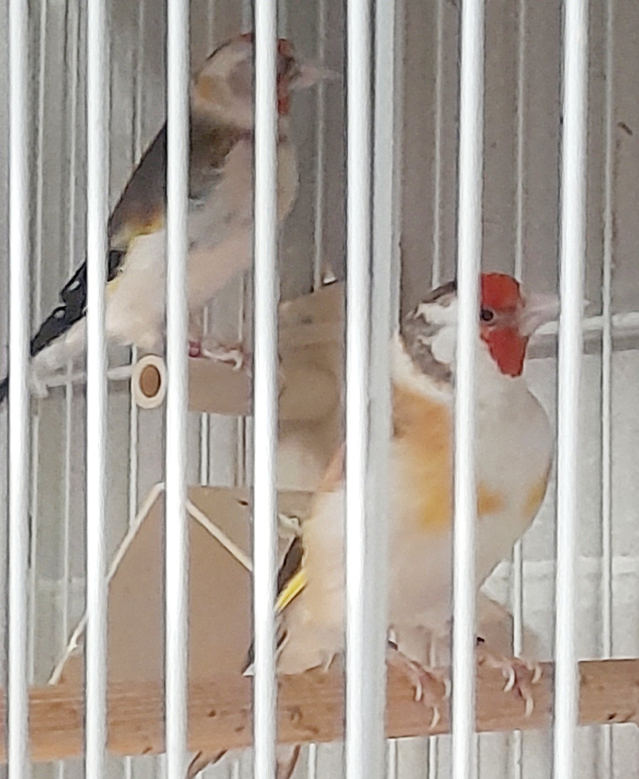Majoor putter koppel, Meerdere dieren, Bastaard